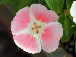 Godetia Planting And Care Growing From Seeds Photo