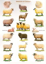 Pin By Meredith Seidl On Ancient Heritage Breeds Pig Breeds Sheep Breeds Farm Animals