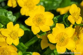 Image result for Ranunculaceae