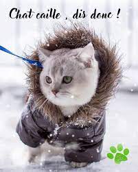 BONJOUR BONJOUR LES ZAMIS JOLI MARDI... - AMOUR De CHATS 2 | Facebook