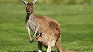 Wallabies and wallaroos, the term kangaroo technically describes the largest of the bunch and includes the red kangaroo, the eastern grey kangaroo, the western grey kangaroo and the antilopine kangaroo. Kangaroo Farts Won T Save The World The Verge