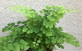 Image result for Adiantum vogelii