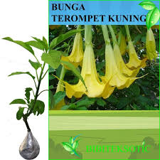 Morning glory termasuk jenis tanaman yang minim perawatan, tumbuhan ini hanya butuh asupan air yang cukup khususnya di musim panas dan tempat yang terkena sinar matahari terik agar bunganya bisa mekar dengan cantik. Jual Tanaman Bunga Terompet Kuning Kota Batu Bibit Tanaman Eksotic Tokopedia