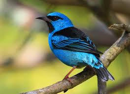 Birds That Start With An S Blue Dacnis Photo Sai Azul Macho The Internet Bird Collection Birds Beautiful Birds Pet Birds