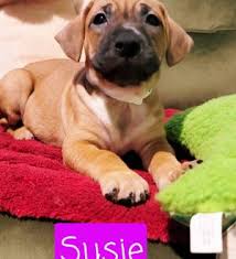 Maybe you would like to learn more about one of these? Dogs For Adoption Near Tampa Fl Petfinder