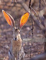Pin By Nathan Marcy On Jackrabbit Wild Animals Photography Animals Beautiful Animals Care