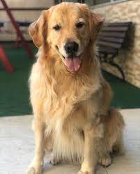 Golden Retriever Junior Dog Food Golden Retriever Puppy Blac Dogs Goldenretrieverpuppies Cutepupp Golden Retriever Retriever Puppy Dogs Golden Retriever