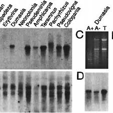 Image result for Pseudovigna