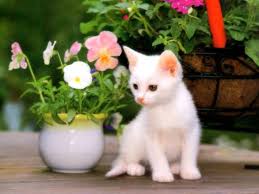 Desktop computer screen resolutions size images only. Cute Full Screen Wallpapers Top Free Cute Full Screen Backgrounds Wallpaperaccess