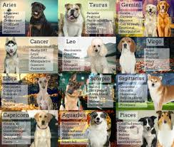 Dog Breed Zodiac Signs Aries Rottwailer Taurus Bull Dog Gemini Retriver Cancer Husky Leo Poodle Virgo Beagle Libr Zodiac Signs Animals Dog Horoscope Dog Zodiac