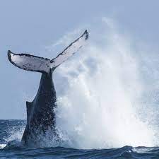 Ballenas en movimiento
