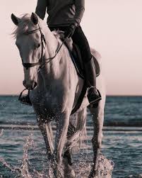 We did not find results for: 100 Horse Riding Pictures Hd Download Free Images On Unsplash