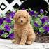 Toy Poodles for Sale | Dogs on Oodle Classifieds