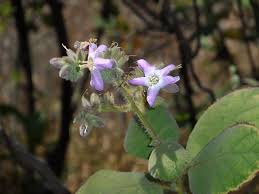 Image result for Wigandia urens