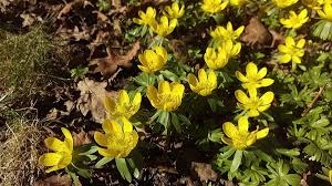 Maybe you would like to learn more about one of these? Spring Flowering Bulbs That Deer Won T Eat Dengarden