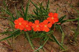 Image result for Tricliceras longepedunculatum