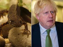 'I'll cohabit with newts!' says Boris Johnson as swimming pool plans come  under threat