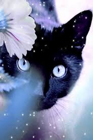 Beautiful Black Cat With Purple Eyes Which Mythical Being Are You Beautiful Cats Cat Wallpaper Beautiful Cat