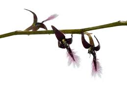 Image result for Bulbophyllum saltatorium