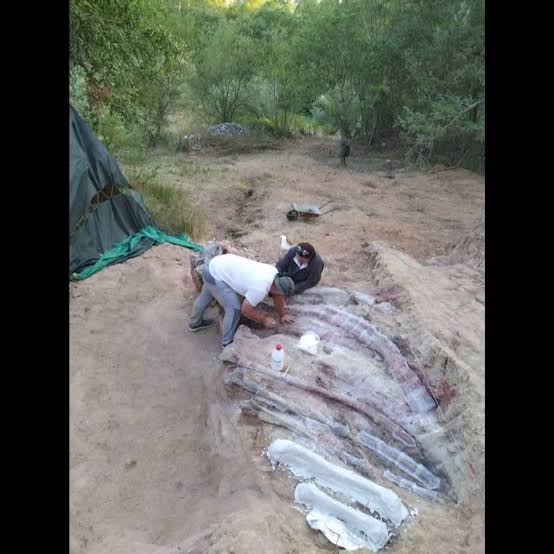 Skeleton of an 82-foot-long dinosaur was found in a man's backyard in  Portugal