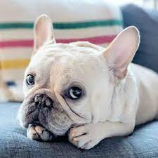 french bulldog information dog breed facts french bulldog dog breeds dogs