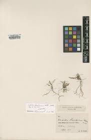 Image result for Platycoryne buchananiana