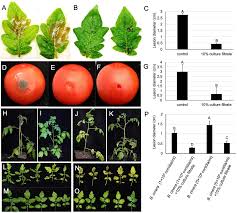 Image result for tomato seedling botrytis