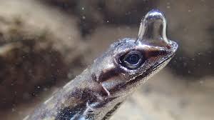 tropical lizard with built in scuba gear can stay submerged for 16 minutes lizard breathing underwater underwater