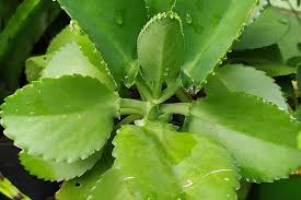 Image result for Kalanchoe pinnata