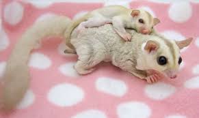 Are Sugar Gliders Good Pets Facts Foods Carings Behaviours Goodmorning Sugar Glider Baby Sugar Glider Pet Sugar Glider