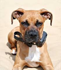 The noise and disapproving tone distract your dog from bad behavior. What Is Positive Punishment In Dog Training