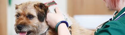 The tiny chip is your buddy's identification. Why Choose Identichip The Original Pet Microchipping Service