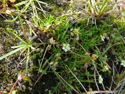 Image result for Sagina abyssinica