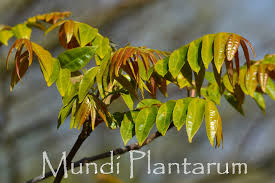 Image result for Tetradium glabrifolium