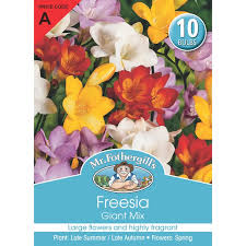 We did not find results for: Mr Fothergill S Bulbs Freesia Giant Mixed 10 Bulbs Home Hardware