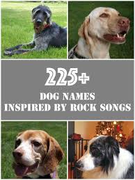 Contact us to order your size today. 225 Cool And Unique Dog Names Inspired By Rock Music Songs Pethelpful