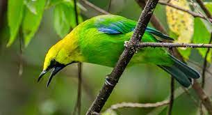 Burung Cucak Ijo Burung Burung Cantik Melatih