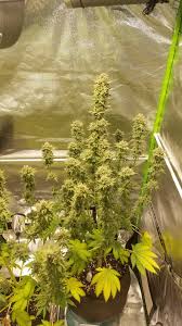 Now, i've always been cynical about those claims, just like the similar claims being made by led manufacturers, but never thought that necessarily made them bad lights. Cmh Vs Hps For Heat Issues Grasscity Forums The 1 Marijuana Community Online