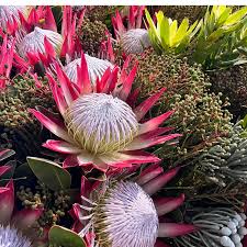 Image result for Protea kibarensis