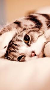 Maybe you would like to learn more about one of these? Cute Cat Wallpaper For Iphone 11 Pro Max X 8 7 6 Free Download On 3wallpapers