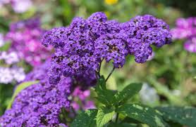 Image result for Phymaspermum