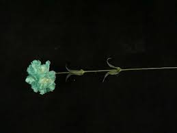 At sunflowerselections.com we really like the soft pastel colors we have developed over the years … buy now. Silk Flowers By Color Teal