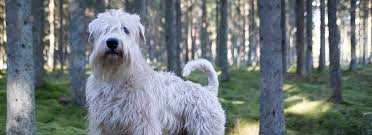 Discount taken off qualifying hill's veterinary diet branded items in cart upon checkout. London Veterinary Clinic London Veterinarians