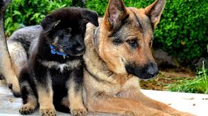 German shepherd puppies are often listed as one of the most popular puppy breeds in the united states. German Shepherd Puppies Georgia German Choices