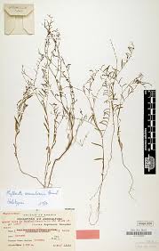 Image result for Phyllanthus hutchinsonianus