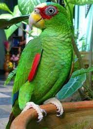Loro Frente Blanca Cotorro De Estatura Media Cotorro Loros Aves De Colores