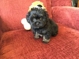 We did not find results for: Gorgeous Black And Tan Shih Tzu Poodle Mix Pup Bubbles Micheline S Pups