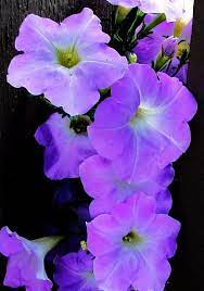 Purple Petunia Purple Petunias Petunia Plant Container Flowers