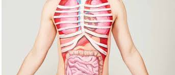 Top 10 What Are The Heaviest Organs In The Human Body