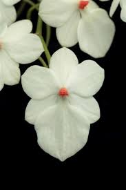 Image result for Aeranthes africana